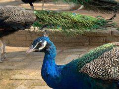 -武汉紫薇都市田园