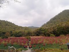 -广州市石门国家森林公园