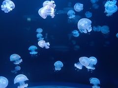 -欢乐海岸海洋奇梦馆