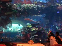 -迪拜帆船酒店海底餐厅