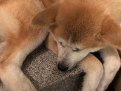 -喜柴咖啡·柴犬狗咖