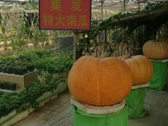 -北戴河集发农业梦想王国