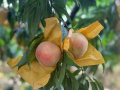 -老袁家蜜桃农场·阳山水蜜桃