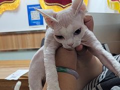 -宠福鑫动物医院(城北分院)