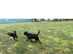 -趣玩宠物乐园寄养训犬训狗游泳池