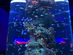 -芜湖新华联大白鲸海洋公园