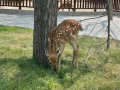 -北京鹿世界主题园