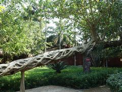 景点-瑞丽独树成林风景区