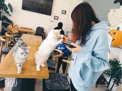 -平行世界·猫咖(首经贸店)