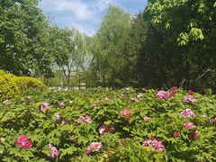 -莲花池公园