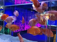 -大连圣亚海洋世界