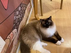 -Let's go狗咖·猫咖·奶狗·桌游(春熙路IFS店)