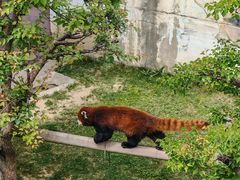 -青藏高原野生动物园