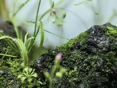 -ADA自然水景世界