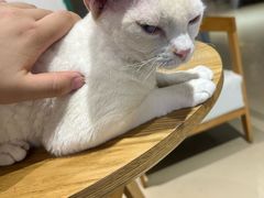 -藏猫猫咖啡主题馆(中央大道店)