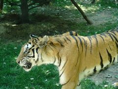 -北京野生动物园