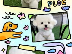 -萌宠之家·腊肠犬·马尔泰·小体犬舍
