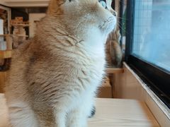 -有喵·猫咖·狗咖·40+猫狗有小奶狗(岗厦店)