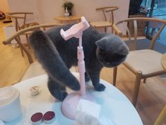 -猫咪派对(江南西店)