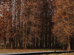 -溱湖国家湿地公园