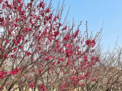 -香雪海