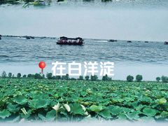 -白洋淀风景区