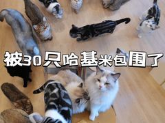 -有喵·猫咖·狗咖·30几只猫10只小狗(岗厦店)
