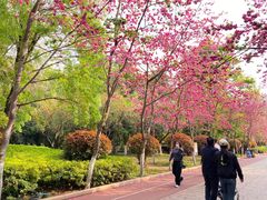-洛龙公园