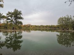-金塔沙漠胡杨林景区