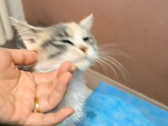 -乖乖宠物医院·猫科·骨科·24小时(云岗分院)