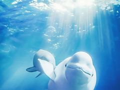 -珠海长隆海洋王国