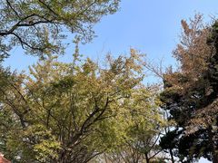 -八大关景区