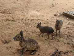 -泉州海丝野生动物世界
