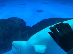 -海合安成都极地海洋公园