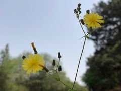 -北京西山国家森林公园