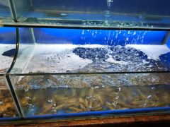 水产区-芭菲盛宴·环球美食(袁家岗店)