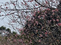 -广州市白云山风景名胜区