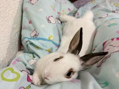 -嘉馨宠物医院·CT影像转诊·心脏科·犬猫全科诊疗中心(下沙大学城院区)