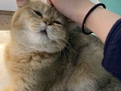 -飞行喵MR PILOT|猫舍·猫咖(静安大融城店)