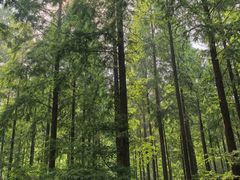 -黄海国家森林公园