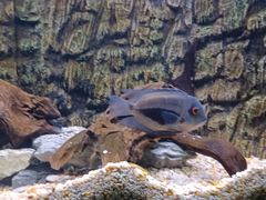 -上海海洋水族馆