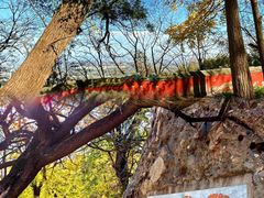 -阳台山自然风景区