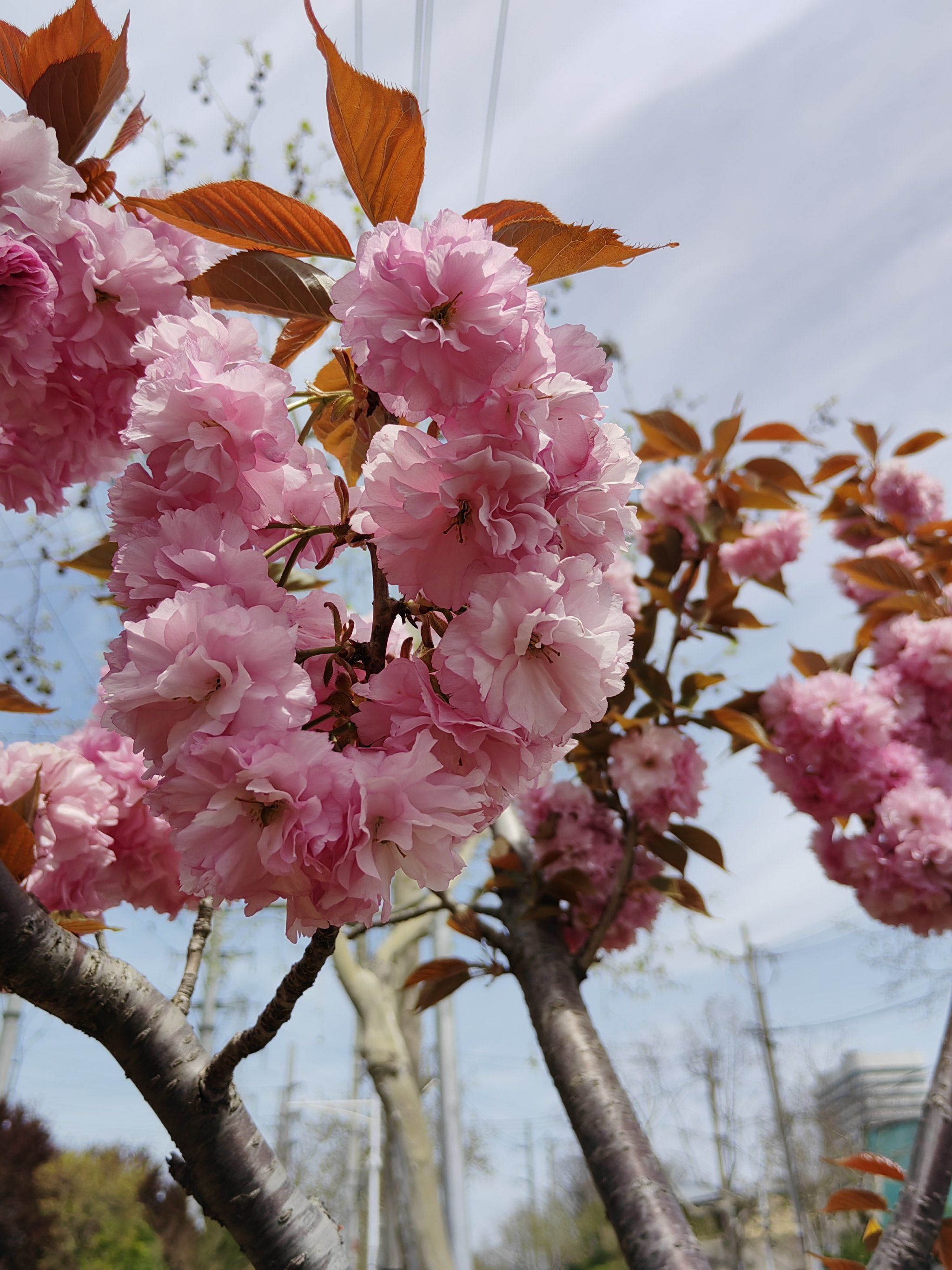 春日赏花还是樱花小镇