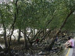 -宝安西湾红树林湿地公园