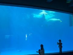 -海合安成都极地海洋公园