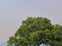 -良渚古城遗址公园