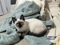 -Bastet sally猫舍购宠(静安店)