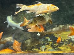 -上海海洋水族馆