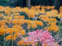 -杭州植物园