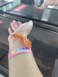 -神奇动物撸宠馆·羊驼·小浣熊·异宠(豫园店)